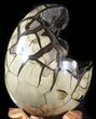 Septarian Dragon Egg Geode - Black Crystals #48005-2
